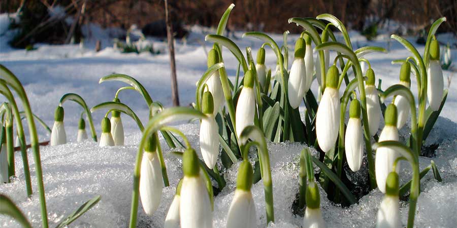 Первоцвіт-2021 для збереження підсніжників