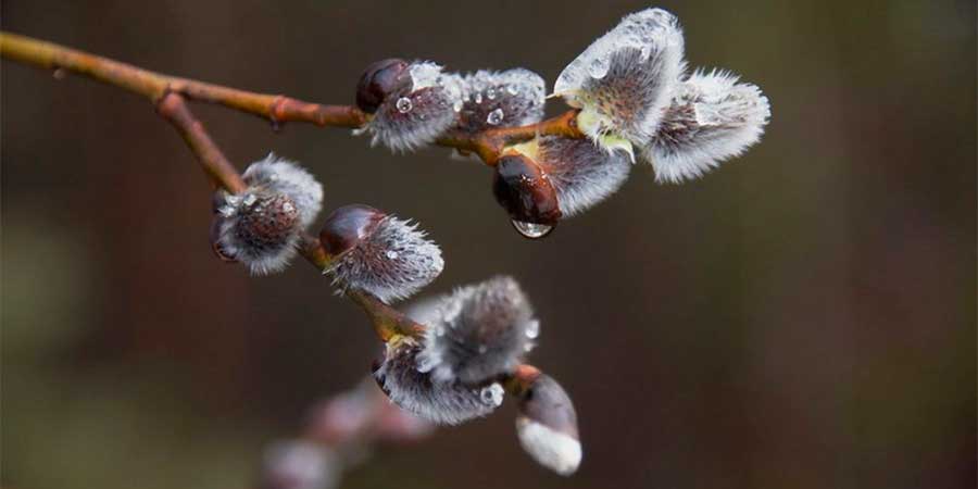 Весняна верба