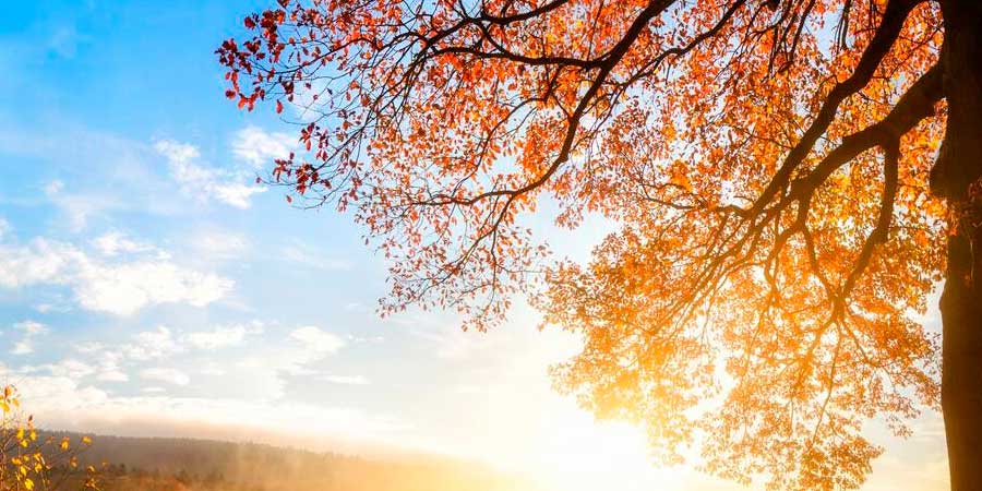 Сонячний листопад
