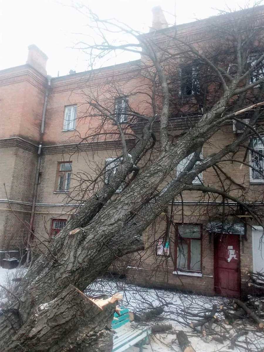 Дерево каштан провалилося у провалля на Смілянській, 15