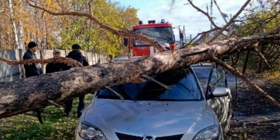 У Городищі дерево впало на автомобіль