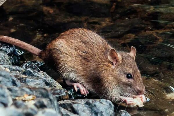 В Умані чоловік після рибалки заразився лептоспірозом