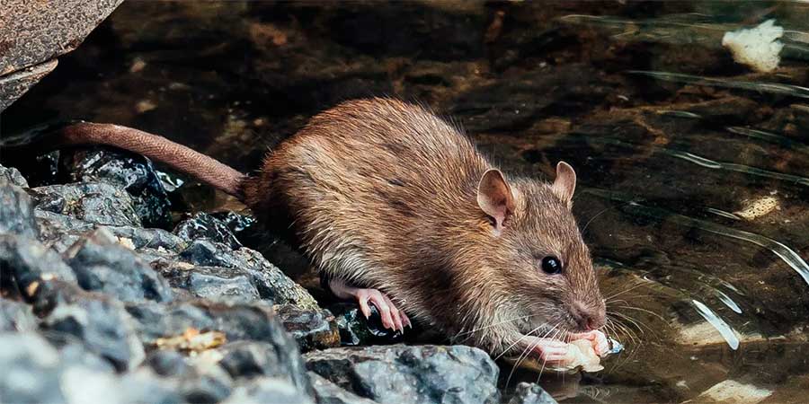 Гризун у річці