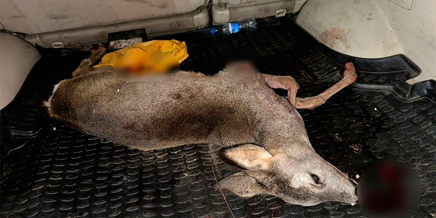 Убита косуля