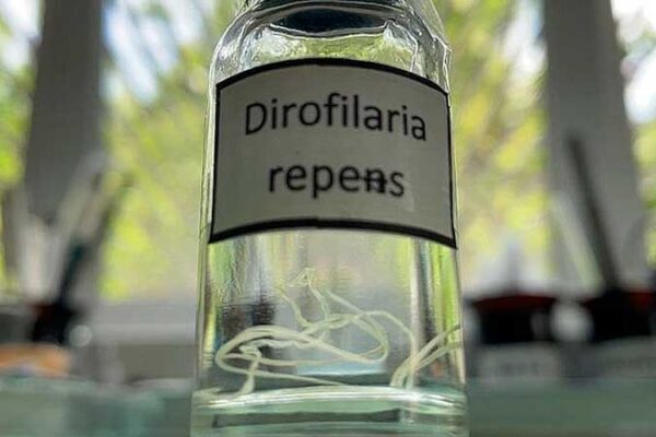 Вдруге за рік у Черкаській області зафіксували дирофіляріоз