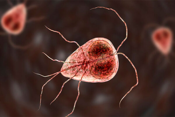 У піску на пляжах міста Черкас були виявлені цисти лямблії