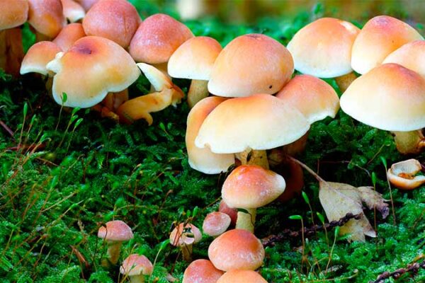 У селі Гельмязів двоє 4-річних дітей отруїлися грибами