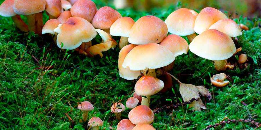 Ядовиті гриби