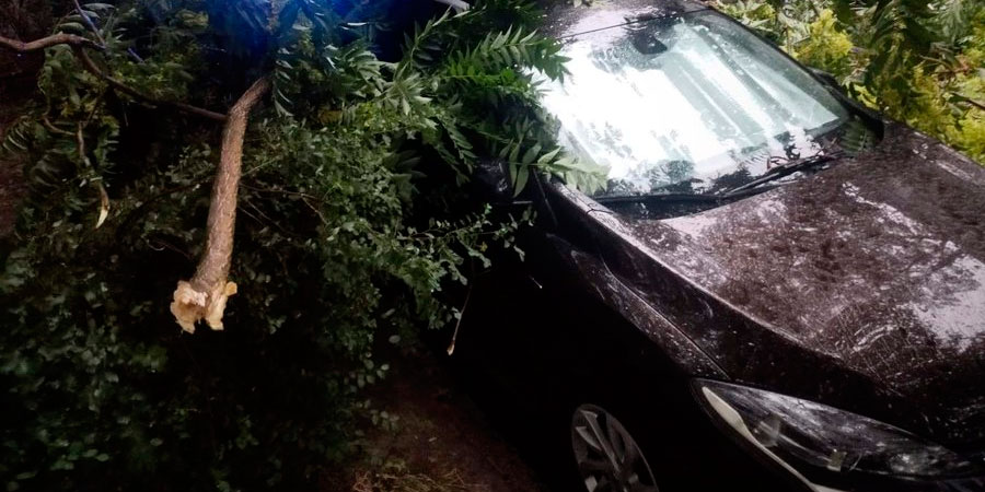 У Черкасах дерево впало на авто