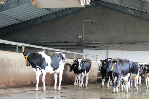 У селі Добра на фермі загинули троє робітників