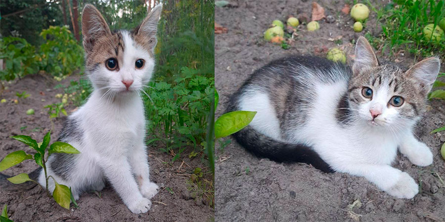 Кошенята