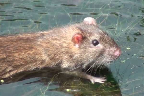 В Уманському районі чоловік заразився лептоспірозом