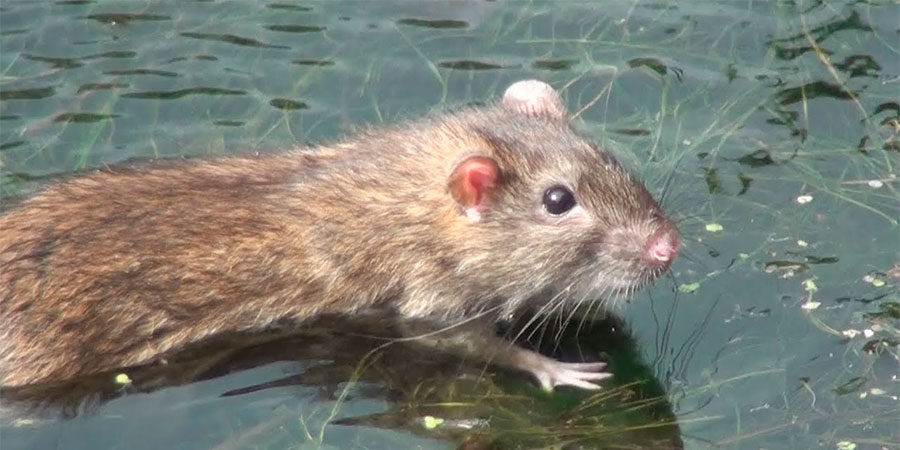 Криса у воді