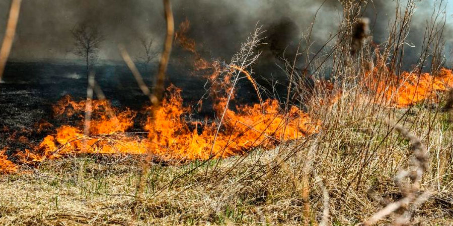 Горить трава