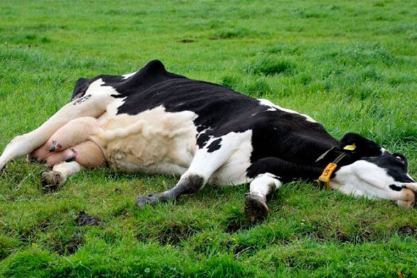 У Балаклеївській громаді виявили сказ у корови