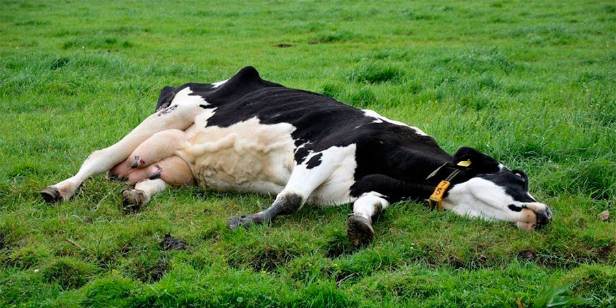 Сказ у корови