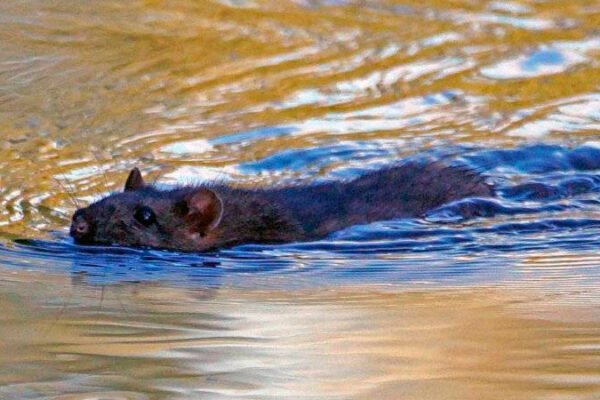 Нові випадки лептоспірозу у селах Велика Севастянівка та Розсішки