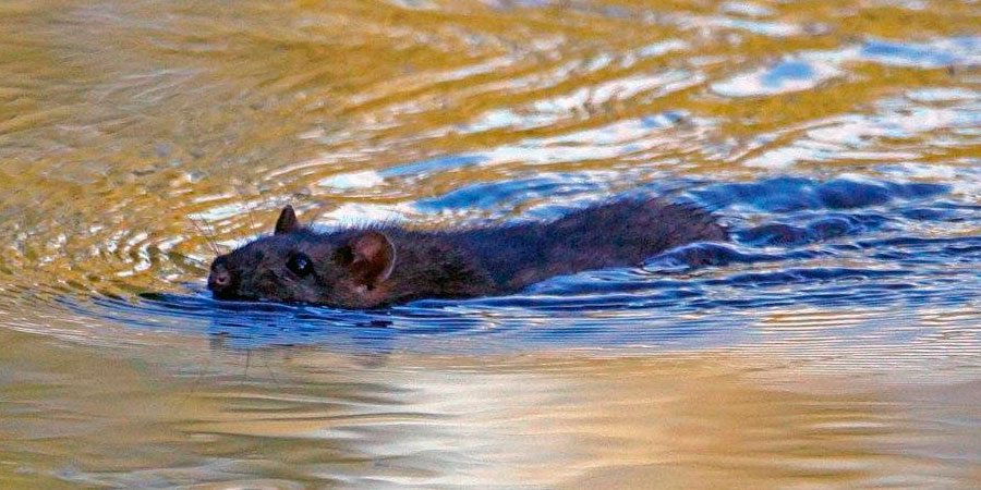 Криса у воді