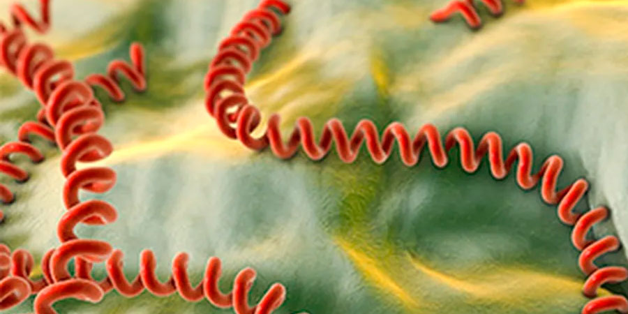 Лептоспіроз