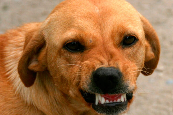 У Черкасах зафіксували 2 випадки сказу серед собак