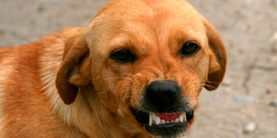 Сказ у собаки