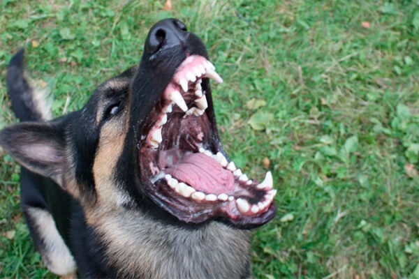 У селі Терешки безпритульний собака покусав 3 людей