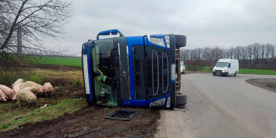 Перекинувся Volvo зі свинями у Христинівці
