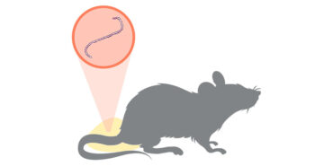 Лептоспіроз