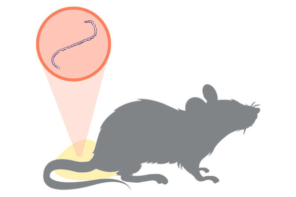 У Черкаській області зафіксували 2 нових випадки захворювання на лептоспіроз