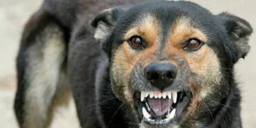 Сказ у собаки