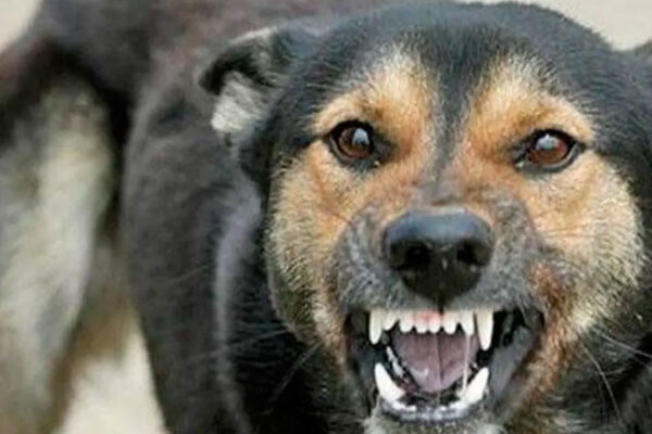 За 2025 рік у Черкаській області було виявлено 113 випадків сказу