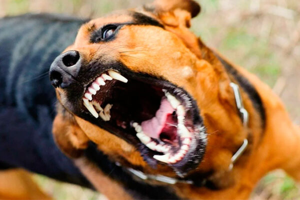 У Монастирищенській громаді оголосили карантин через сказ у собаки