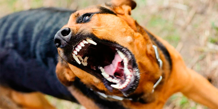 Сказ у собаки